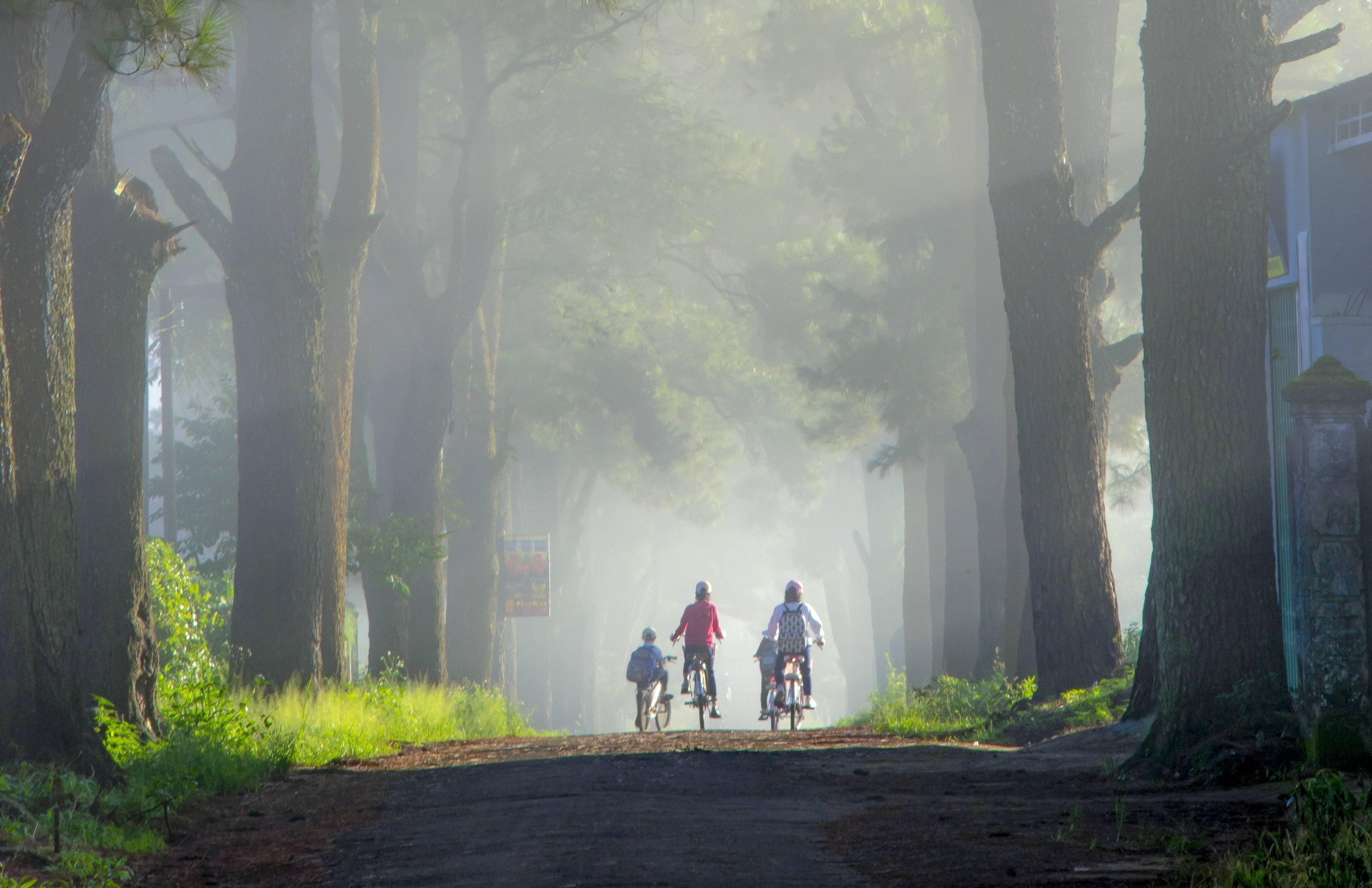 misty tree-lined road with a view of children on bicycles in the distance